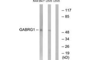 Western Blotting (WB) image for anti-gamma-aminobutyric Acid (GABA) A Receptor, gamma 1 (GABRg1) (AA 11-60) antibody (ABIN2890332) (GABRg1 antibody  (AA 11-60))