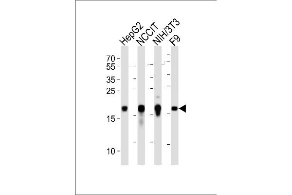 HMGA2 antibody  (C-Term)