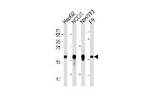 Western blot analysis of lysates from HepG2, NCCIT, mouse NIH/3T3, mouse F9 cell line (from left to right), using Hmga2 Antibody (C-term) (ABIN6243227 and ABIN6577673). (HMGA2 antibody  (C-Term))