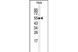 Western blot analysis of RIP3 (RIPK3) Antibody (Center) (ABIN391273 and ABIN2841323) in Hela cell line lysates (35 μg/lane).