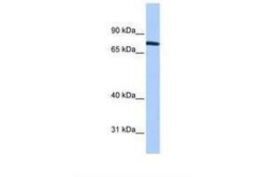 ZNF45 antibody  (AA 103-152)