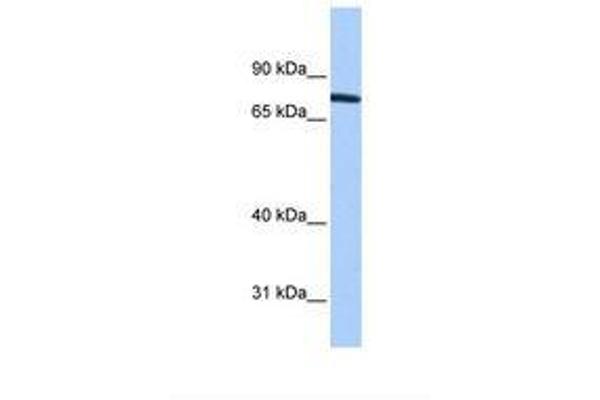 ZNF45 antibody  (AA 103-152)