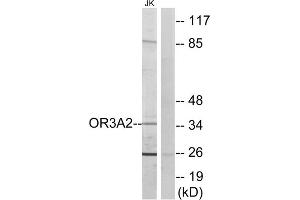 Western blot analysis of extracts from Jurkat cells, using OR3A2 antibody. (OR3A2 antibody  (C-Term))