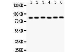 Anti- Mitofusin 1 Picoband antibody, Western blotting All lanes: Anti Mitofusin 1  at 0. (MFN1 antibody  (N-Term))