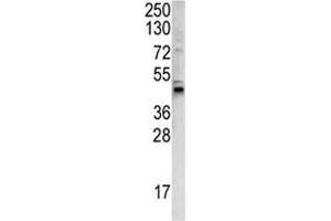Western blot analysis of WNT4 antibody and 293 lysate. (WNT4 antibody  (AA 242-269))