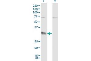 Western Blot analysis of EFNA3 expression in transfected 293T cell line by EFNA3 MaxPab polyclonal antibody. (Ephrin A3 antibody  (AA 1-238))