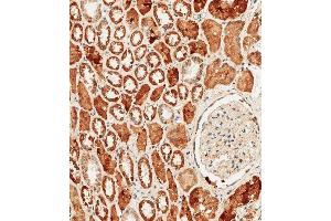 Immunohistochemical analysis of paraffin-embedded human kidney tissue using B performed on the Leica® BOND RXm. (PCK1 antibody  (C-Term))
