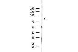 anti-Zinc Finger Protein 600 (ZNF600) (Internal Region) antibody