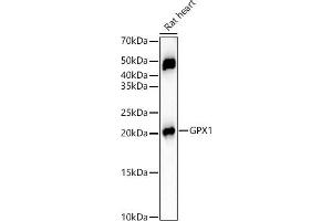 Western blot analysis of extracts of Rat heart, using GPX1 Rabbit mAb (ABIN7267434) at 1:12000 dilution. (Glutathione Peroxidase 1 antibody)