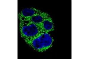 Immunofluorescence (IF) image for anti-alpha-Methylacyl-CoA Racemase (AMACR) (AA 323-351) antibody (ABIN3029920)