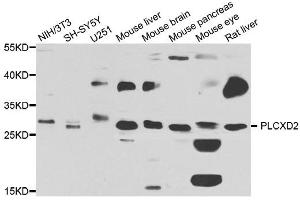 Western blot analysis of extracts of various cell lines, using PLCXD2 antibody. (PLCXD2 antibody)