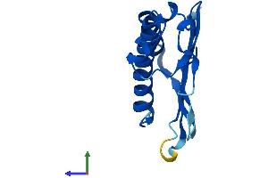 AlphaFold protein structure predicition of Human Recombinant MAGOH Protein, UniprotID P61326