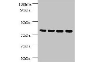 Western blot All lanes: Prootein FAM110B antibody at 2 μg/mL Lane 1: Mouse sexual gland tissue Lane 2: HepG2 whole cell lysate Lane 3: Mouse spleen tissue Lane 4: A431 whole cell lysate Secondary Goat polyclonal to rabbit IgG at 1/10000 dilution Predicted band size: 41 kDa Observed band size: 41 kDa
