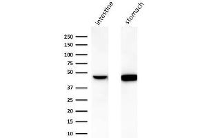 Western Blot Analysis of human A) intestine and B) stomach lysate using Cytokeratin 18 Mouse Monoclonal Antibody (C-04). (Cytokeratin 18 antibody)