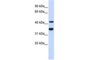 Image no. 1 for anti-Polymerase (DNA Directed), delta 2, Accessory Subunit (POLD2) (AA 143-192) antibody (ABIN6743481) (POLD2 antibody  (AA 143-192))