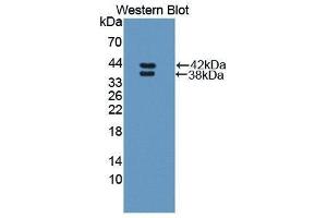 Western Blotting (WB) image for anti-Resistin Like beta (RETNLB) (AA 24-111) antibody (ABIN1870323)