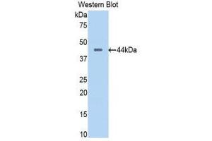 Western Blotting (WB) image for anti-Pancreas Specific Transcription Factor, 1a (PTF1A) (AA 177-328) antibody (ABIN1860348) (PTF1A antibody  (AA 177-328))