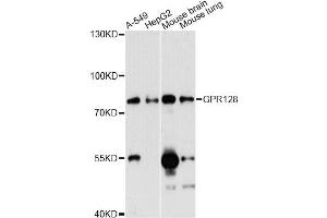 Western blot analysis of extracts of various cell lines, using GPR128 antibody (ABIN6290217) at 1:3000 dilution.