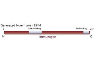 Image no. 1 for anti-E2F Transcription Factor 1 (E2F1) antibody (ABIN967439) (E2F1 antibody)