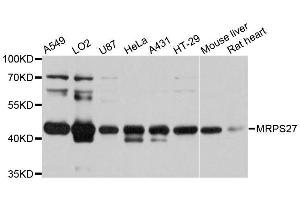 Western blot analysis of extracts of various cell lines, using MRPS27 antibody.