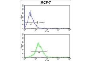 KRT13 Antibody (N-term) (ABIN390662 and ABIN2840957) FC analysis of MCF-7 cells (bottom histogram) compared to a negative control cell (top histogram). (Cytokeratin 13 antibody  (N-Term))