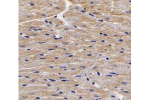 Immunohistochemistry analysis of paraffin-embedded mouse heart using,MYBPC3 (ABIN7074729) at dilution of 1: 2000 (MYBPC3 antibody)