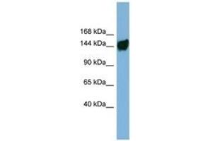 Image no. 1 for anti-Aminoadipate-Semialdehyde Dehydrogenase (AASDH) (C-Term) antibody (ABIN6741882) (AASDH antibody  (C-Term))