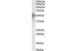 ABIN185254 (0. (CD2BP2 antibody  (N-Term))