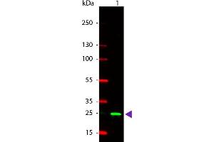 Western Blot of Rabbit anti-GST Rhodamine Conjugated Antibody. (GST antibody  (Rhodamine))