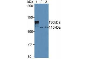 Figure. (SIRT1 antibody  (AA 236-490))