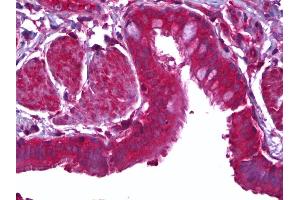 Anti-MFGE8 / MFG-E8 antibody IHC of human lung, epithelium. (MFGE8 antibody)