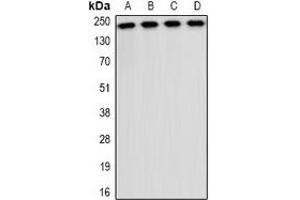 Western blot analysis of CD35 expression in A549 (A), NIH3T3 (B), mouse liver (C), mouse brain (D) whole cell lysates. (CD35 antibody)