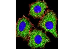 Immunofluorescent analysis of 4% paraformaldehyde-fixed, 0. (EIF4E2 antibody)