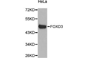 Western blot analysis of extracts of HeLa cells, using FOXD3 antibody. (FOXD3 antibody)
