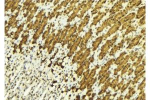 ABIN6269054 at 1/100 staining Human gastric tissue by IHC-P. (HDAC3 antibody  (C-Term))