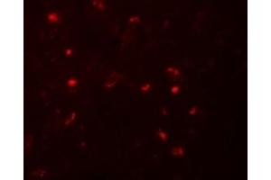 Immunofluorescence (IF) image for anti-NLR Family, Pyrin Domain Containing 6 (NLRP6) (N-Term) antibody (ABIN1031471) (NLRP6 antibody  (N-Term))