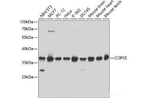 Western blot analysis of extracts of various cell lines using COPS5 Polyclonal Antibody at dilution of 1:1000. (COPS5 antibody)