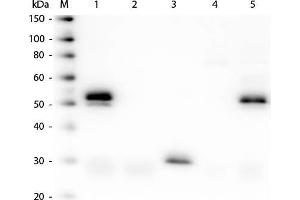 Western Blot of Unconjugated Anti-Rabbit IgG (H&L) (DONKEY) Antibody (Min X Bv Ch Gt GP Ham Hs Hu Ms Rt & Sh Serum Proteins). (Donkey anti-Rabbit IgG Antibody (DyLight 680) - Preadsorbed)