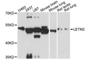 Western blot analysis of extracts of various cell lines, using LETM2 antibody (ABIN6293114) at 1:3000 dilution.