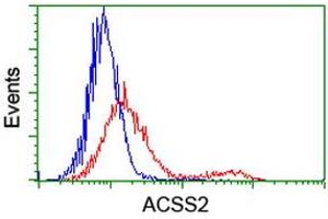 HEK293T cells transfected with either RC204260 overexpress plasmid (Red) or empty vector control plasmid (Blue) were immunostained by anti-ACSS2 antibody (ABIN2455075), and then analyzed by flow cytometry. (ACSS2 antibody)