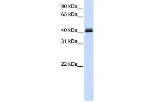 Western Blotting (WB) image for anti-Calcium Activated Nucleotidase 1 (CANT1) antibody (ABIN2459551) (CANT1 antibody)