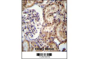 RNF43 Antibody immunohistochemistry analysis in formalin fixed and paraffin embedded human kidney tissue followed by peroxidase conjugation of the secondary antibody and DAB staining. (RNF43 antibody  (C-Term))
