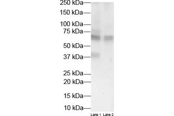 HSD11B1 antibody  (N-Term)