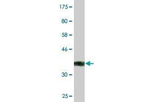 Western Blot detection against Immunogen (37. (Antizyme Inhibitor 1 antibody  (AA 339-447))