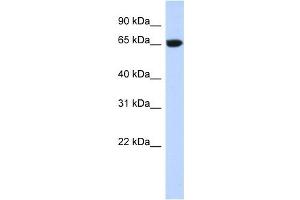 GTPBP2 antibody used at 1 ug/ml to detect target protein. (GTPBP2 antibody  (N-Term))