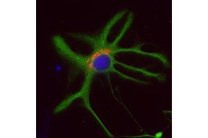 Immunocytochemistry (ICC) image for anti-Golgin B1 (GOLGB1) (AA 1-427) antibody (ABIN1742522) (Golgin B1 (GOLGB1) (AA 1-427) antibody)