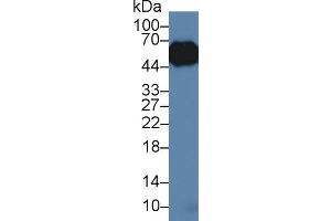 Western Blot; Sample: Porcine Lung lysate; Primary Ab: 3µg/ml Rabbit Anti-Porcine a1AGP Antibody Second Ab: 0. (ORM1 antibody  (AA 2-171))