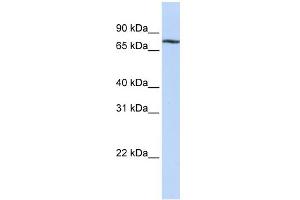 WB Suggested Anti-MYBL1 Antibody Titration:  0. (MYBL1 antibody  (C-Term))