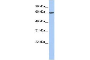 WB Suggested Anti-FGA Antibody Titration:  0. (FGA antibody  (Middle Region))