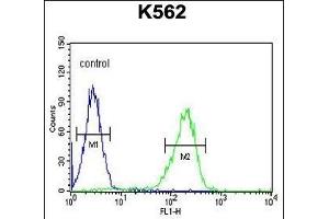CLIC6 Antibody (Center) (ABIN654431 and ABIN2844167) flow cytometric analysis of K562 cells (right histogram) compared to a negative control cell (left histogram). (CLIC6 antibody  (AA 539-565))